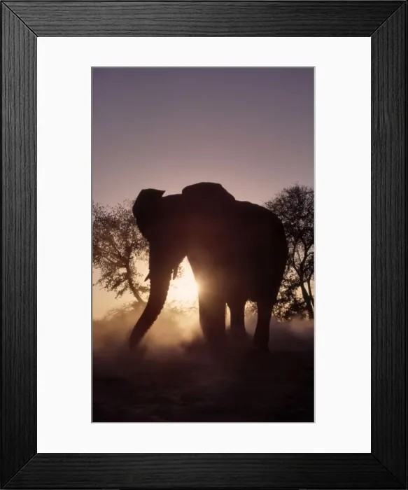 Framed Print : African Elephant CRH 963 Silhouette at dusk - Moremi, Botswana Loxodonta africana © Chris Harvey / ardea. com Framed Print : African Elephant CRH 963 Silhouette at dusk - Moremi, Botswana Loxodonta africana © Chris Harvey / ardea. com