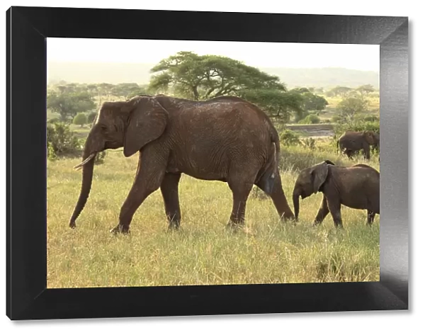 African Bush  /  African Savanna Elephant - cow with calf - Tarangire NP - Tanzania