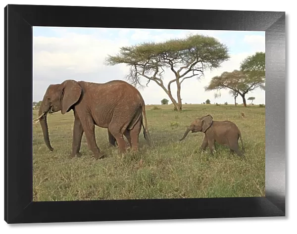 African Elephant - cow and calf - Tarangire National Park - Tanzania