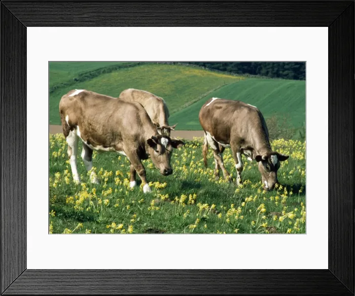 Framed Print : Cows - and cowslips - Sweden Framed Print : Cows - and cowslips - Sweden