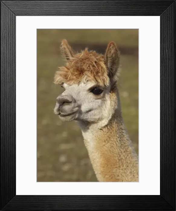 Framed Print : Alpaca - New York - USA Framed Print : Alpaca - New York - USA