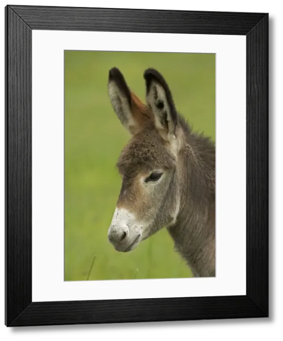 Framed Print : Feral Burro / Donkey - Custer State Park - South Dakota - USA Framed Print : Feral Burro / Donkey - Custer State Park - South Dakota - USA