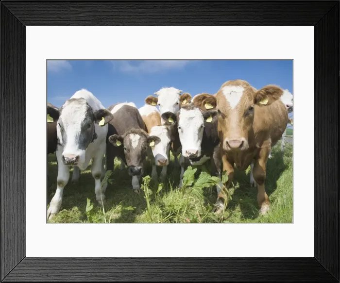 Framed Print : Mixes Herd of Cows - at Fence - Orkney Mainland MA002288 Framed Print : Mixes Herd of Cows - at Fence - Orkney Mainland MA002288