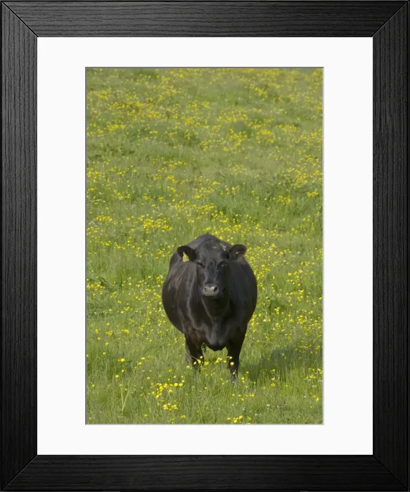 Framed Print : Cow - in flower meadow - Orkney Mainland MA002294 Framed Print : Cow - in flower meadow - Orkney Mainland MA002294