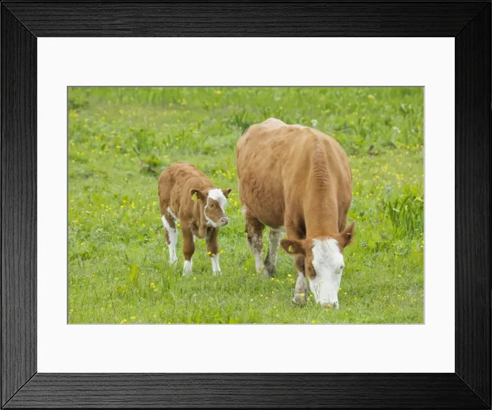 Framed Print : Cow - Mother and Calf in Meadow - Orkney Mainland MA002313 Framed Print : Cow - Mother and Calf in Meadow - Orkney Mainland MA002313