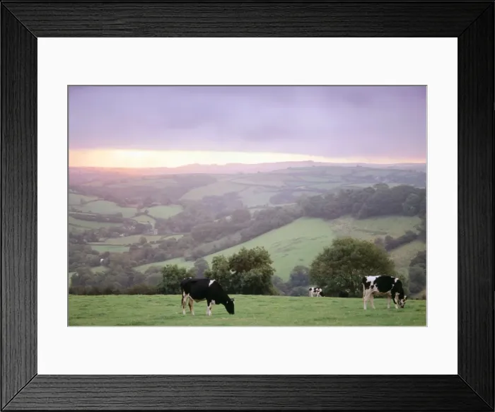 Framed Print : Cattle HAR 27 Friesian heifers - Grazing at dawn, Devon, UK © Anthony Harrison / ardea. com Framed Print : Cattle HAR 27 Friesian heifers - Grazing at dawn, Devon, UK © Anthony Harrison / ardea. com