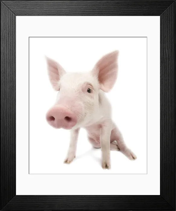 Framed Print : Pig - Piglet Framed Print : Pig - Piglet