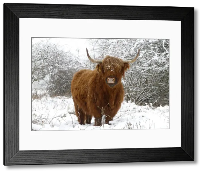 Framed Print : Scottish highland cow in the snowy foreland of river IJssel The Netherlands, Overijssel, Wijhe / Olst, Fortmond Framed Print : Scottish highland cow in the snowy foreland of river IJssel The Netherlands, Overijssel, Wijhe / Olst, Fortmond