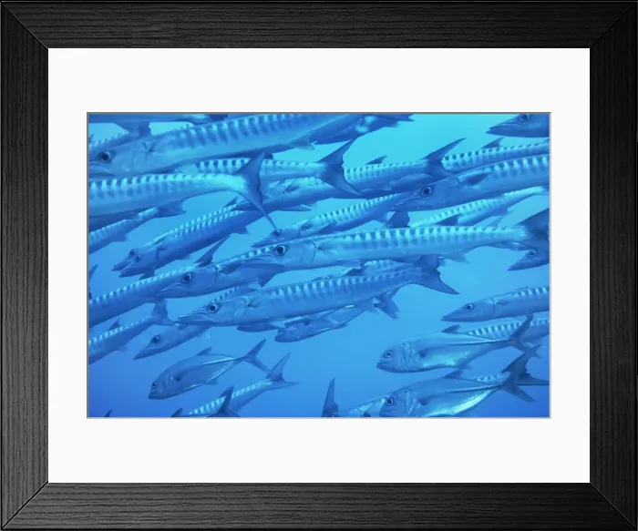 Framed Print : Barracuda. AU-28-KD. BARRACUDA - CLOSE UP SHOAL Framed Print : Barracuda. AU-28-KD. BARRACUDA - CLOSE UP SHOAL