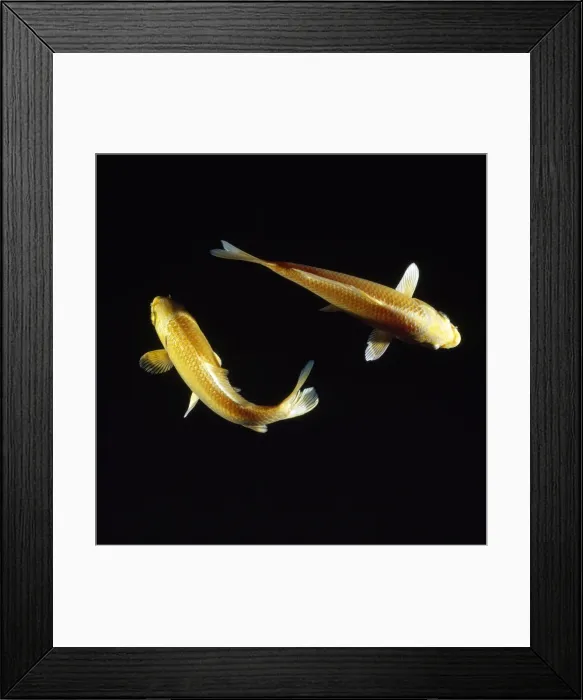 Framed Print : Koi Carp. BB-452. KOI CARP. Cyprinus carpio Framed Print : Koi Carp. BB-452. KOI CARP. Cyprinus carpio