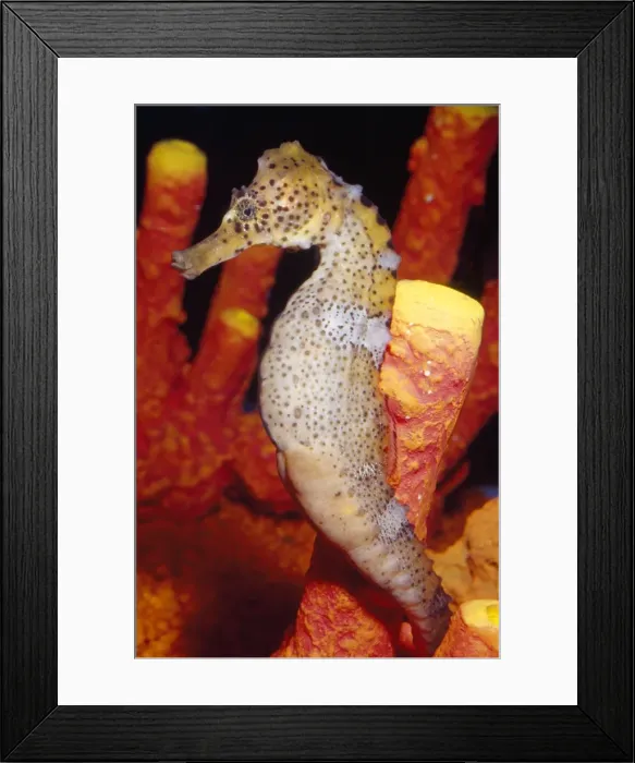 Framed Print : Seahorse - Caribbean to South Pacific Framed Print : Seahorse - Caribbean to South Pacific