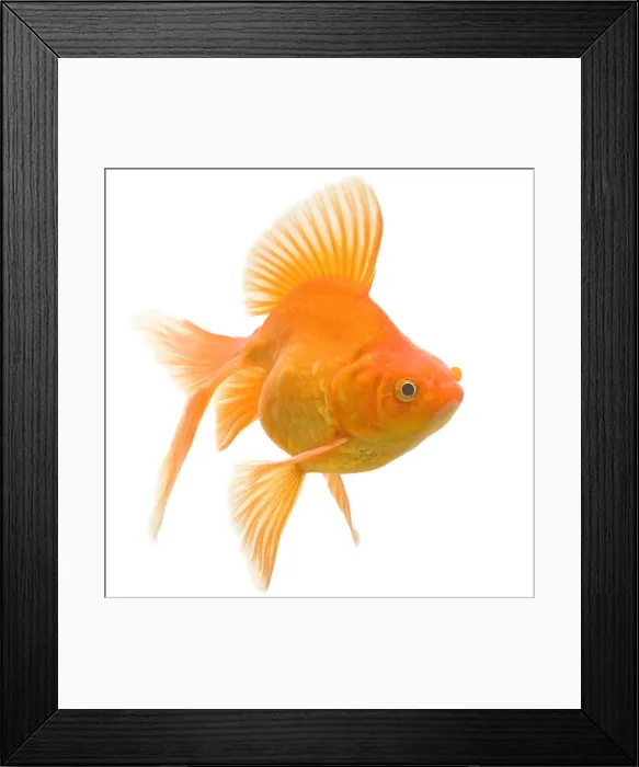 Framed Print : Goldfish - studio shot Framed Print : Goldfish - studio shot