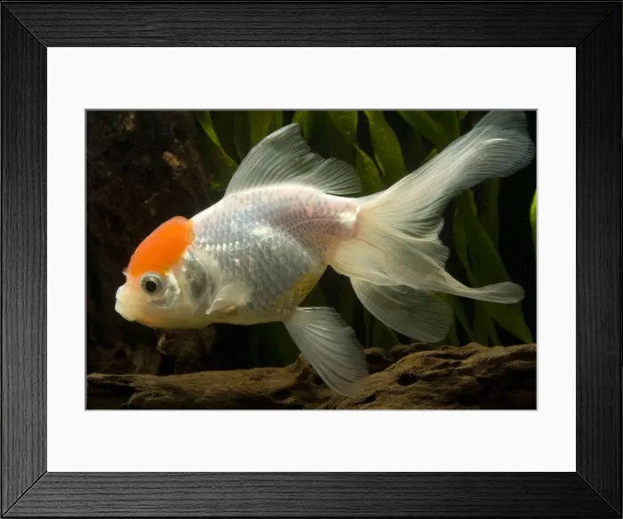 Framed Print : Goldfish. LA-9523. Goldfish. Carassius auratus Framed Print : Goldfish. LA-9523. Goldfish. Carassius auratus