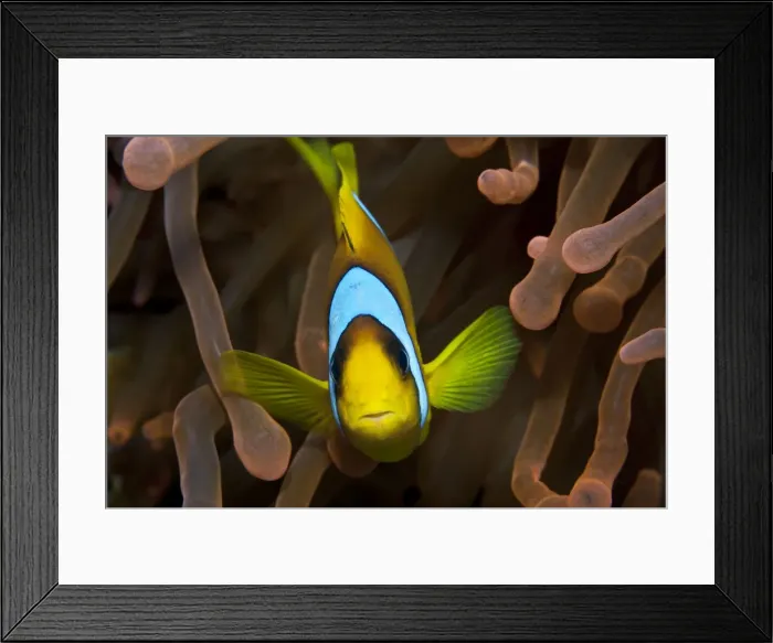 Framed Print : Two Banded Anemonefish  /  Red Sea Clownfish - Red Sea