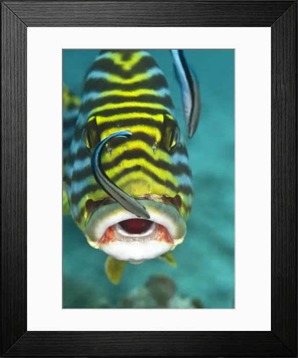 Framed Print : Oriental Sweetlips - being cleaned by two Cleaner Wrasse Fish (Labroides dimidiatus) - Maldives