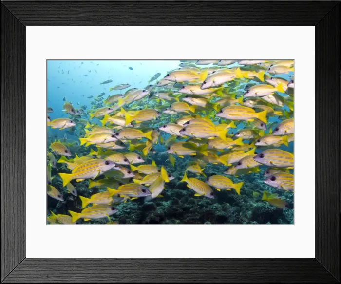 Framed Print : Bluelined Snapper - school - Maldives Framed Print : Bluelined Snapper - school - Maldives