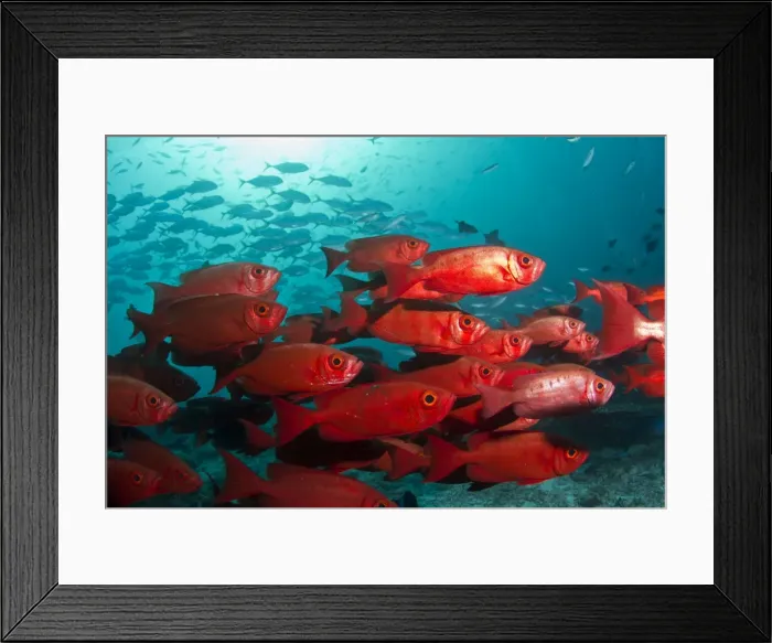 Framed Print : Bloch's Bigeye - Maldives Framed Print : Bloch's Bigeye - Maldives