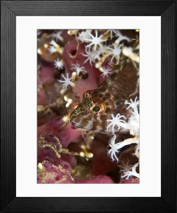 Framed Print : Threadfin Hawkfish - Indonesia Framed Print : Threadfin Hawkfish - Indonesia