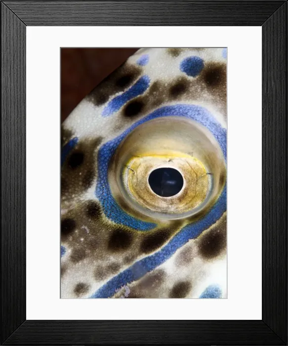 Framed Print : Scraweled Filefish - eye - Indonesia Framed Print : Scraweled Filefish - eye - Indonesia