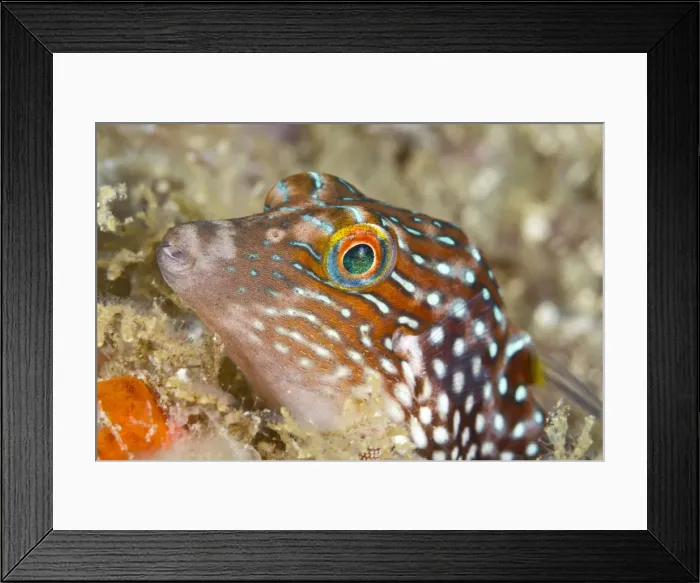 Framed Print : Bennett's Toby - Indonesia Framed Print : Bennett's Toby - Indonesia