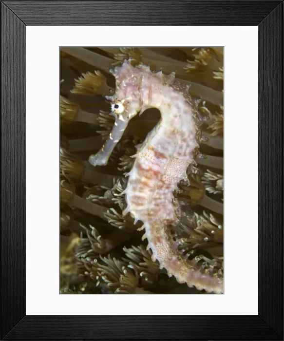 Framed Print : Thorny Seahorse - Indonesia Framed Print : Thorny Seahorse - Indonesia