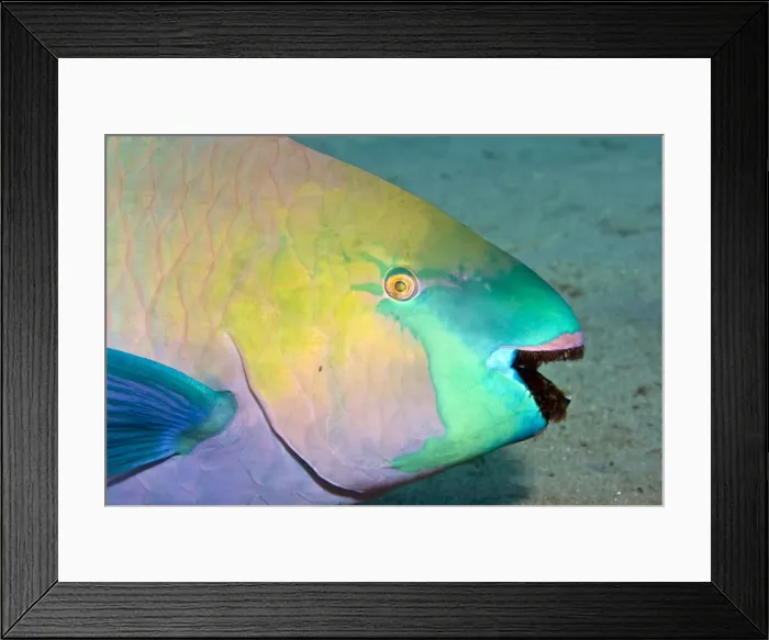 Framed Print : Parrotfish - with algae-filled teeth - Red Sea Framed Print : Parrotfish - with algae-filled teeth - Red Sea