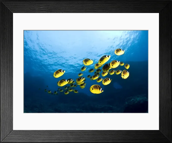 Framed Print : Racoon Butterflyfish - Maui Framed Print : Racoon Butterflyfish - Maui