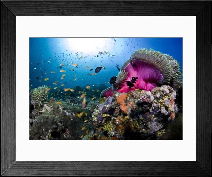 Framed Print : Magnificent Anemone Coral - Dega Thila - Eboodhoo - Maldives Framed Print : Magnificent Anemone Coral - Dega Thila - Eboodhoo - Maldives