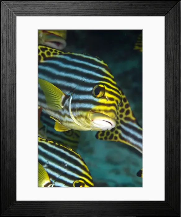 Framed Print : Oriental Sweetlips - Maldives Framed Print : Oriental Sweetlips - Maldives