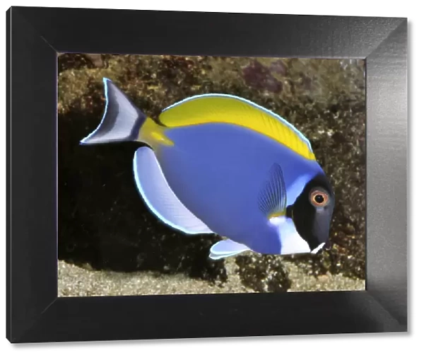 Powder Blue Surgeonfish (=Powder Blue Tang), tropical reefs, Indian Ocean from Africa to Indonesia