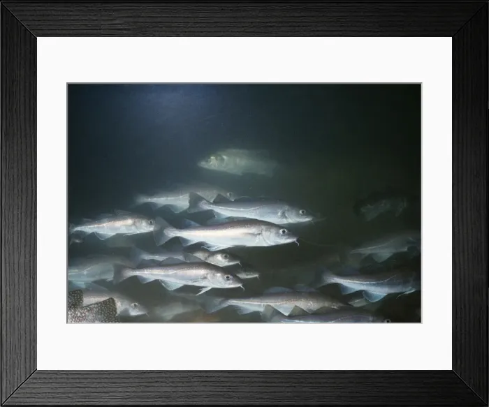 Framed Print : Cod PM 2830 North Sea Gadus morhua © Pat Morris / ardea. com Framed Print : Cod PM 2830 North Sea Gadus morhua © Pat Morris / ardea. com