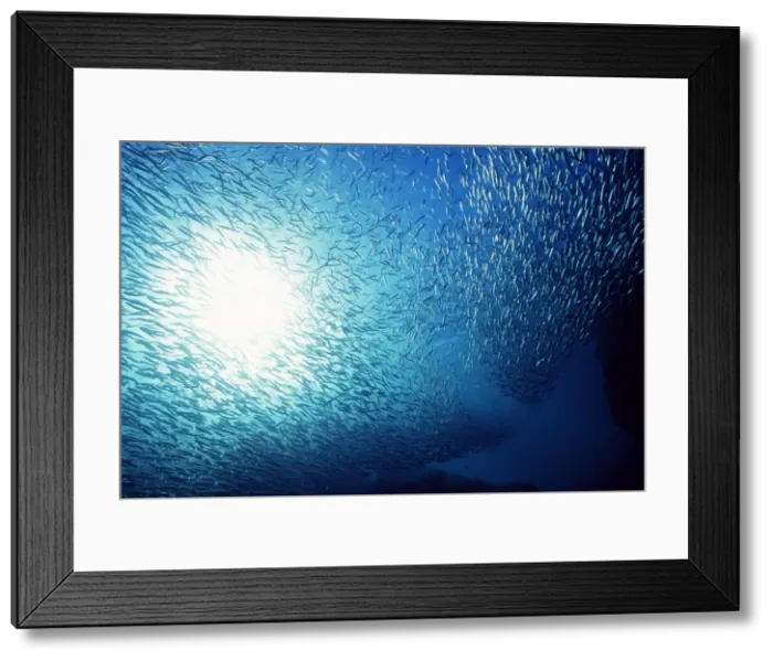 Framed Print : School of Anchovies AU-1147 Framed Print : School of Anchovies AU-1147