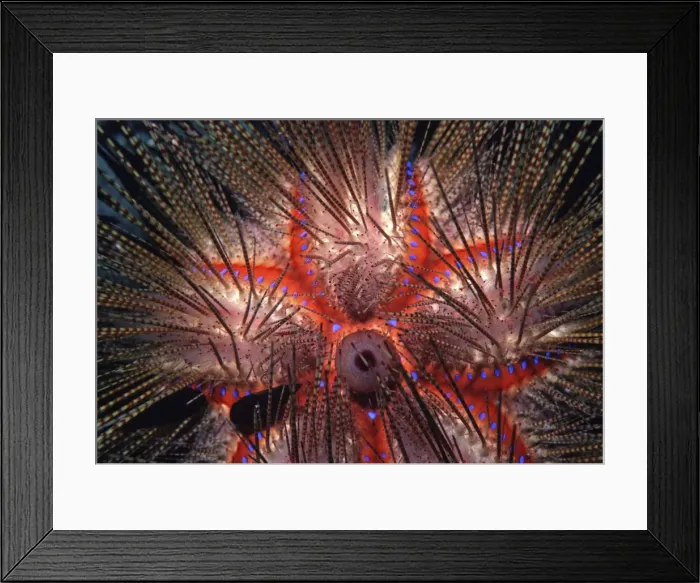 Framed Print : Blue-Spotted Pacific Urchin - close up of spines - Indo Pacific AU-1497 Framed Print : Blue-Spotted Pacific Urchin - close up of spines - Indo Pacific AU-1497