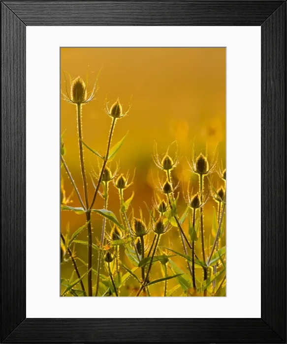 Framed Print : Teasel - backlit at sunset - Bedfordshire UK 14136 Framed Print : Teasel - backlit at sunset - Bedfordshire UK 14136