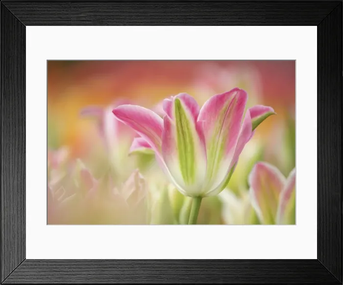 Framed Print : Tulip Viridifolia Virichic Keukenhof Gardens Netherlands PL001757 Framed Print : Tulip Viridifolia Virichic Keukenhof Gardens Netherlands PL001757