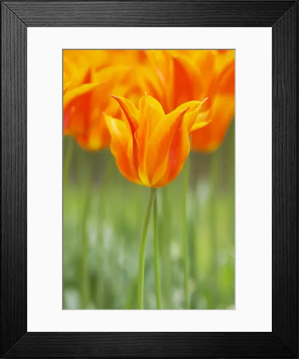 Framed Print : Tulip Ballerina Keukenhof Gardens Netherlands PL001788 Framed Print : Tulip Ballerina Keukenhof Gardens Netherlands PL001788