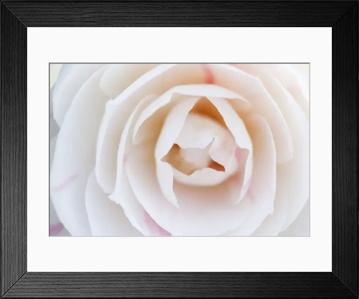 Framed Print : Camellia Flower - UK Framed Print : Camellia Flower - UK