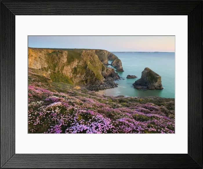 Framed Print : Thrift - in flower - spring - sunset - Bedruthan Steps, Cornwall, UK Framed Print : Thrift - in flower - spring - sunset - Bedruthan Steps, Cornwall, UK