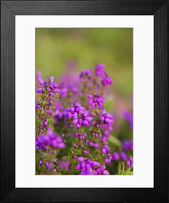 Framed Print : Bell Heather - Summer - Cornwall, UK Framed Print : Bell Heather - Summer - Cornwall, UK