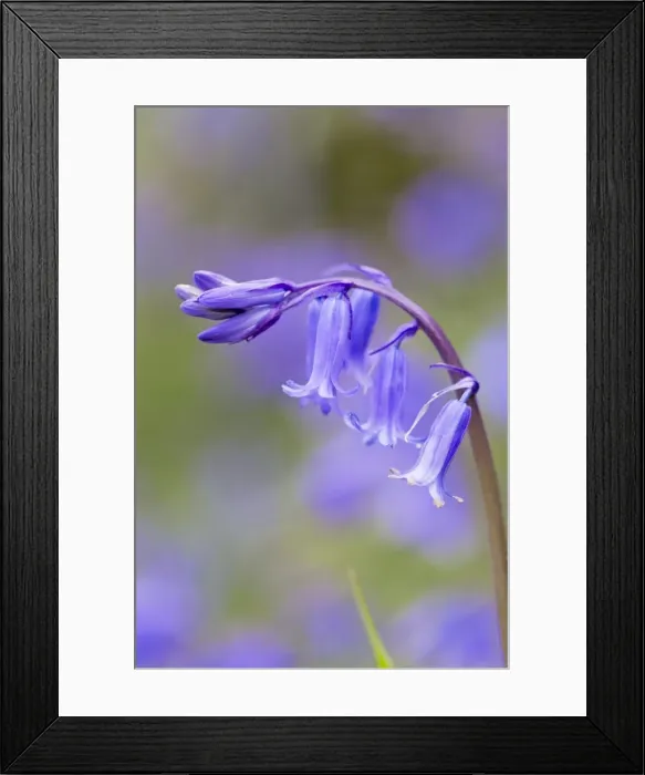 Framed Print : Bluebell - UK Framed Print : Bluebell - UK