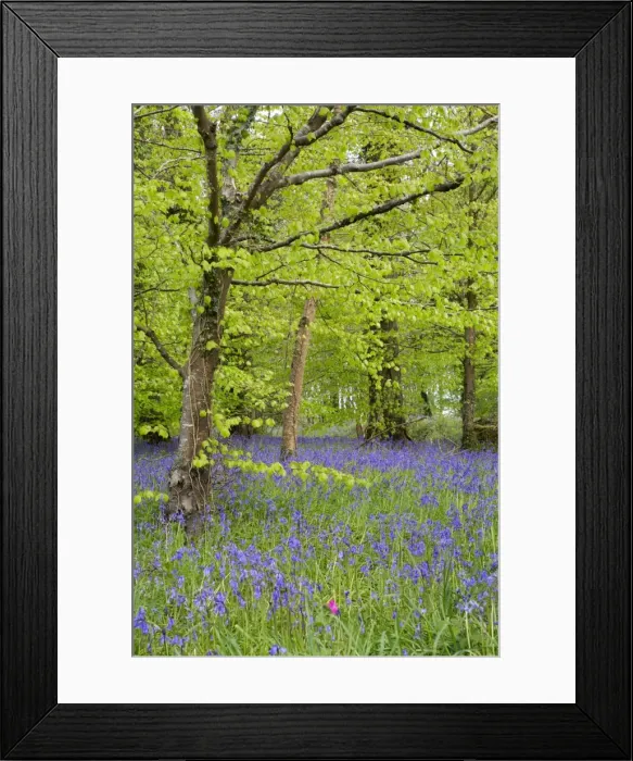 Framed Print : Bluebells - amongst Beech Trees in spring - Lanhydrock Woods, Cornwall, UK Framed Print : Bluebells - amongst Beech Trees in spring - Lanhydrock Woods, Cornwall, UK