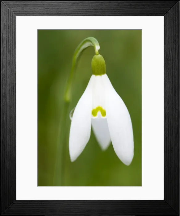 Framed Print : Snowdrop - close-up macro image of a single flower - Wiltshire - England - UK Framed Print : Snowdrop - close-up macro image of a single flower - Wiltshire - England - UK