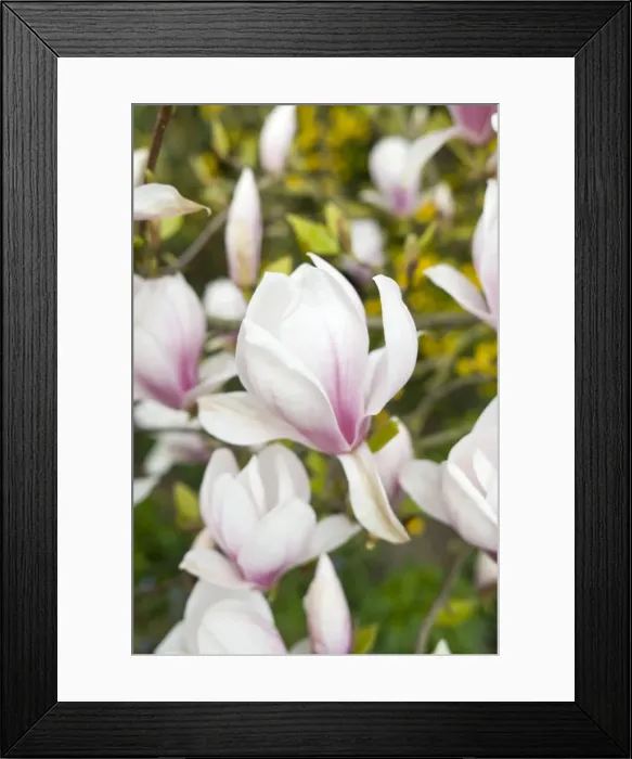 Framed Print : Magnolia Flowers - Norfolk - UK Framed Print : Magnolia Flowers - Norfolk - UK