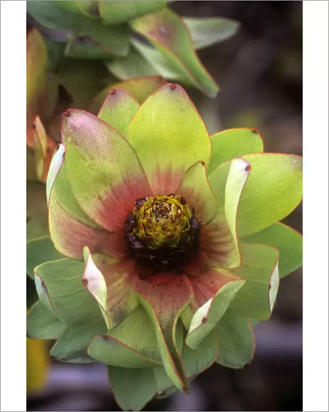Spicy Conebush  /  Mountain Rose - family: Proteaceae - South Africa