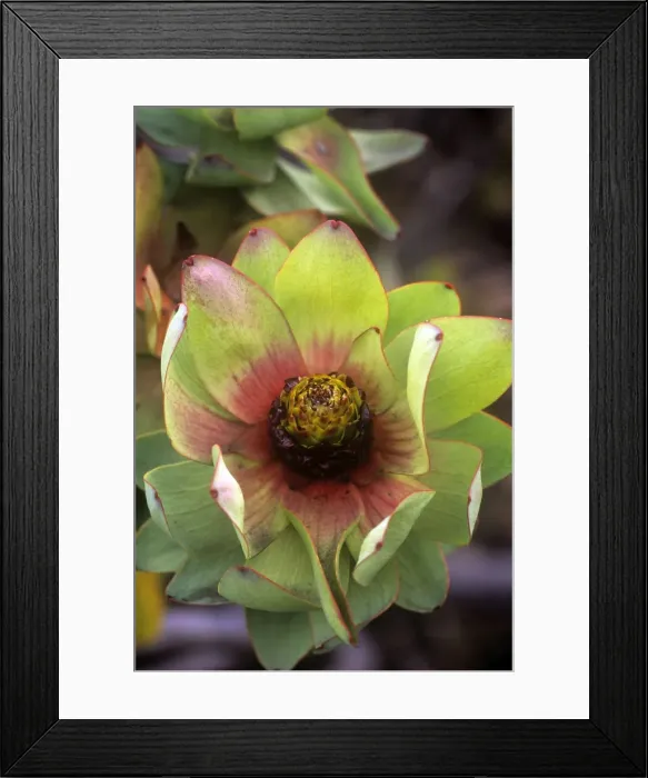 Framed Print : Spicy Conebush / Mountain Rose - family: Proteaceae - South Africa Framed Print : Spicy Conebush / Mountain Rose - family: Proteaceae - South Africa
