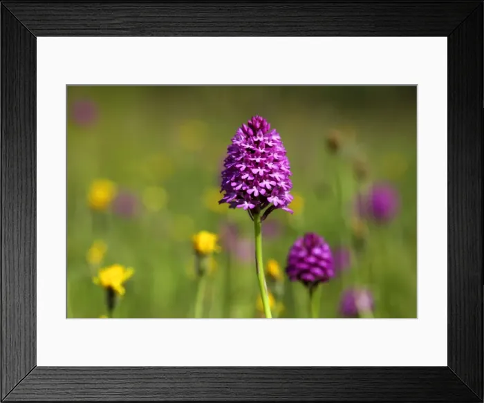 Framed Print : Pyramidal Orchid - growing on chalk downland - North Wessex Downs - Berkshire - England Framed Print : Pyramidal Orchid - growing on chalk downland - North Wessex Downs - Berkshire - England