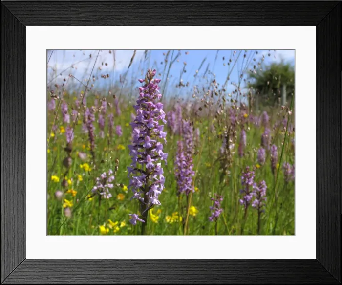 Framed Print : Fragrant Orchid - Walbury Hill - North Wessex Downs - Berkshire - England Framed Print : Fragrant Orchid - Walbury Hill - North Wessex Downs - Berkshire - England