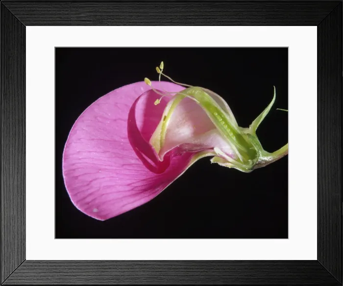 Framed Print : Sweet Pea - section Framed Print : Sweet Pea - section