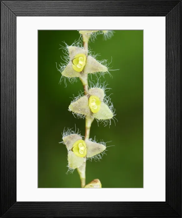 Framed Print : Orchid - Departamento Putumayo - Colombia Framed Print : Orchid - Departamento Putumayo - Colombia