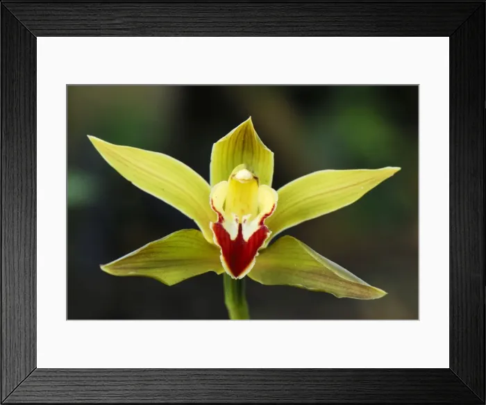 Framed Print : Orchid - Departamento Putumayo - Colombia Framed Print : Orchid - Departamento Putumayo - Colombia